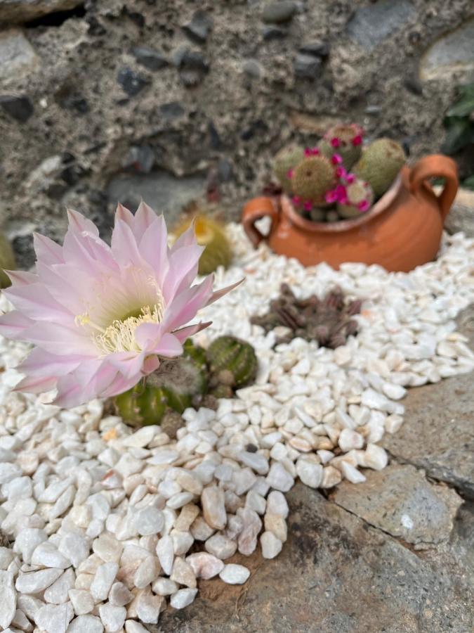 Tropical House Villa Ribeira Brava Luaran gambar