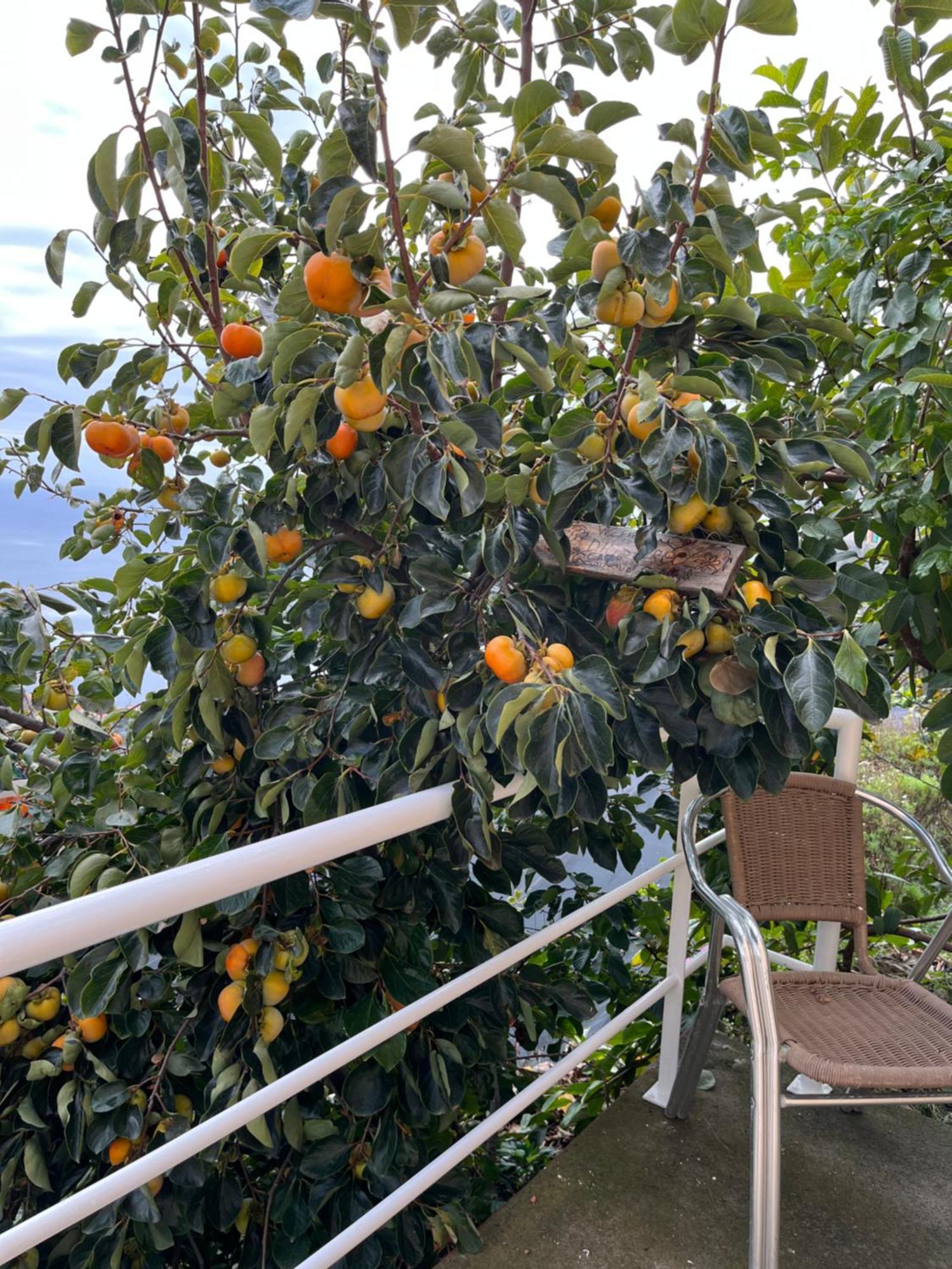 Tropical House Villa Ribeira Brava Luaran gambar