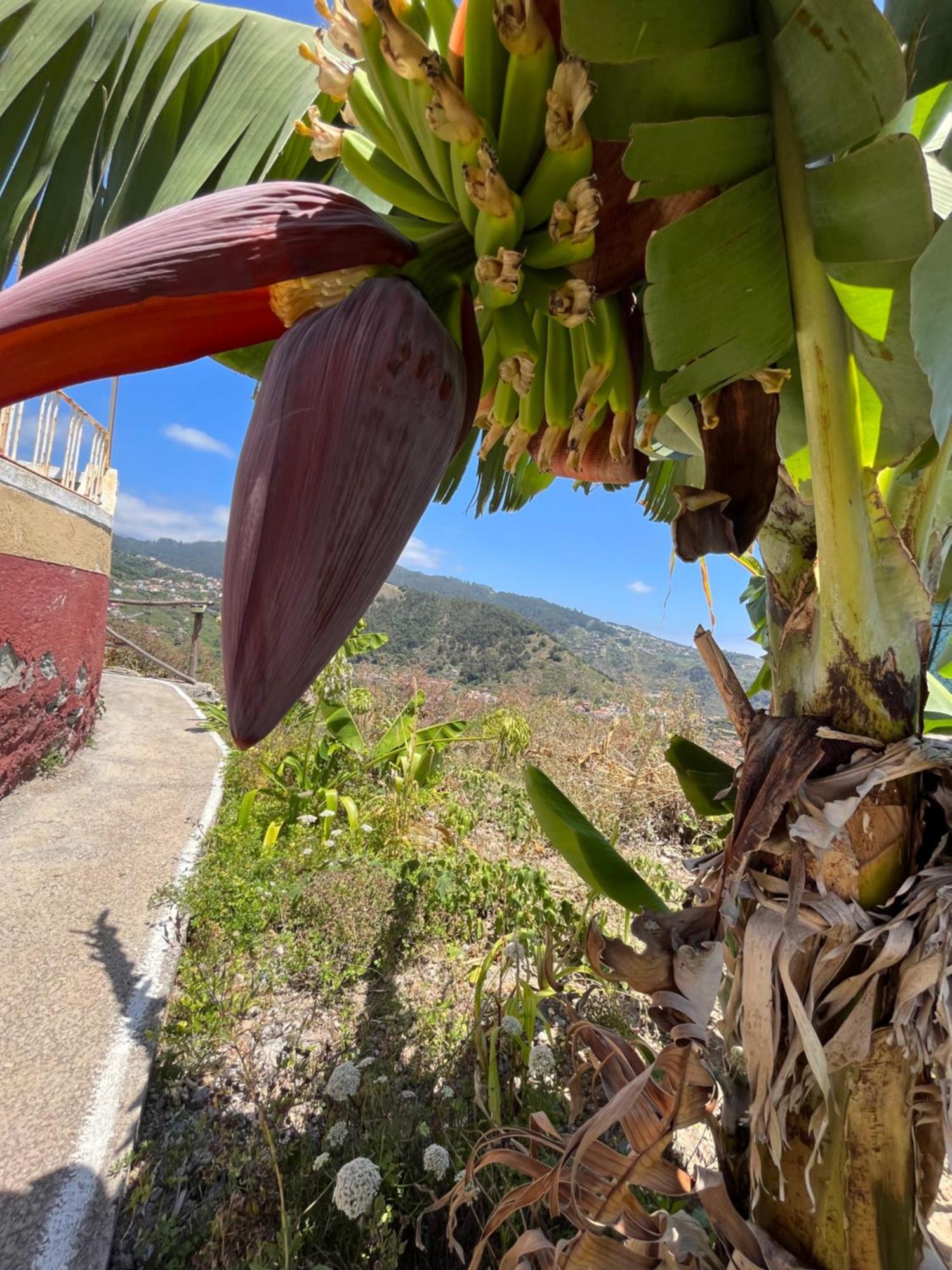 Tropical House Villa Ribeira Brava Luaran gambar